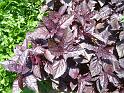 Basil Purple-leafed Coopernock 